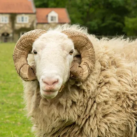 Farm stay Rawcliffe House Farm Pickering