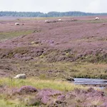 Rawcliffe House Farm Studios, Peaceful North York Moors Retreat *