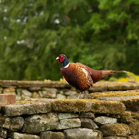 Vakantieboerderij Rawcliffe House Farm Studios, Peaceful North York Moors Retreat