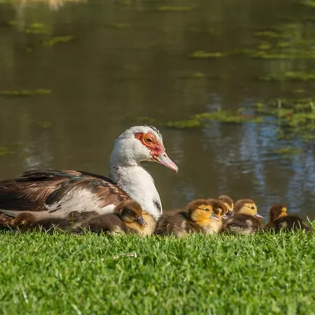 Rawcliffe House Farm Studios, Peaceful North York Moors Retreat Vakantieboerderij Pickering