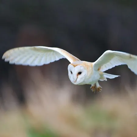 Vakantieboerderij Rawcliffe House Farm Studios, Peaceful North York Moors Retreat